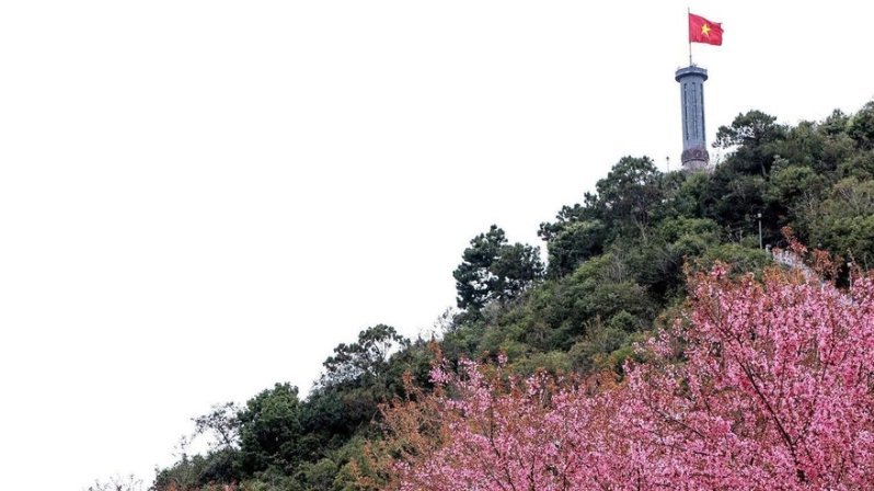 Lần đầu tiên tổ chức Festival hoa mai anh đào tại Tuyên Quang