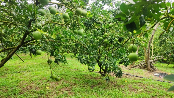 Bưởi Soi Hà - Quả ngọt từ lòng đất, khát vọng từ lòng người