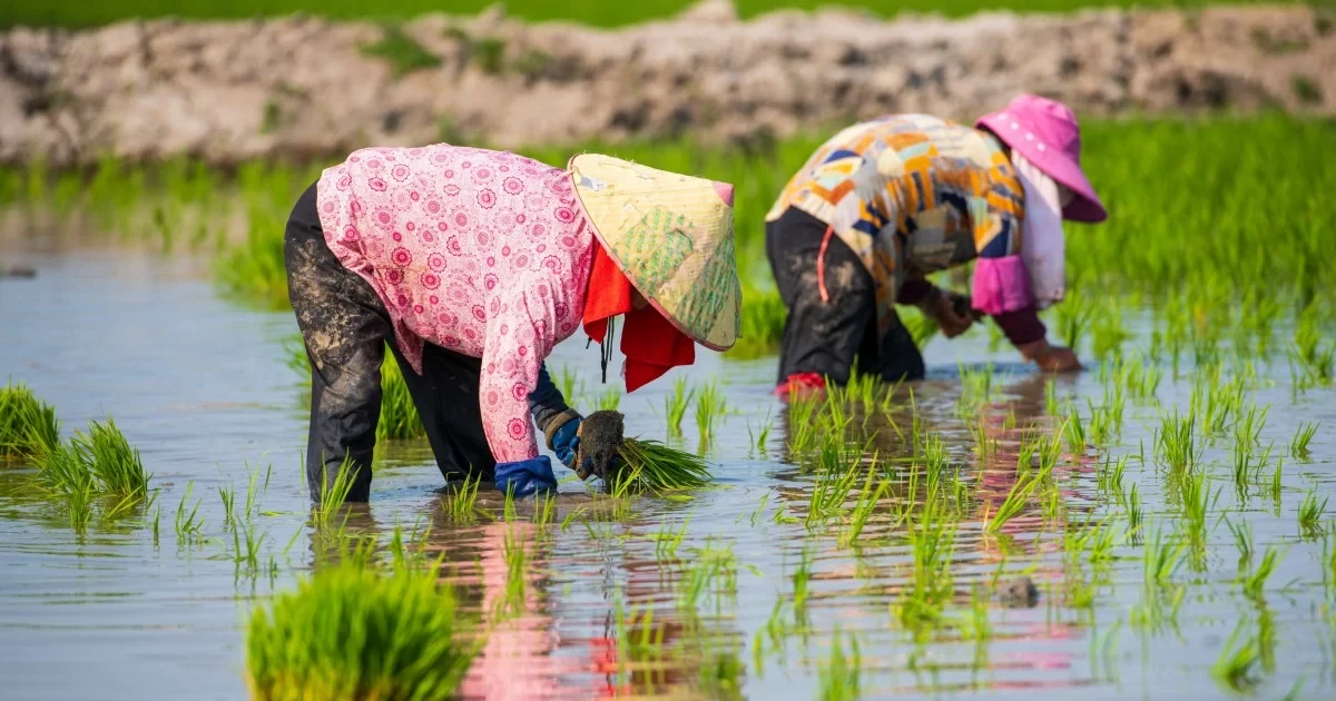 Xung đột Trung Đông tác động thế nào đến giá lương thực toàn cầu?