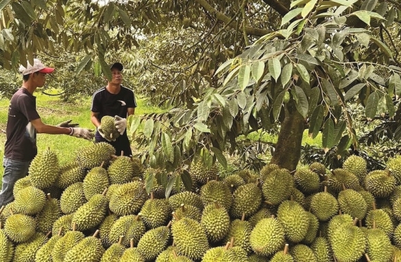 Doanh nghiệp sầu riêng xoay trục trước áp lực dư cung
