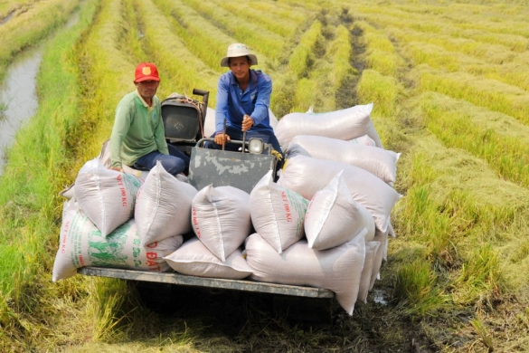 Nâng cao vai trò chủ động của người nông dân trong chuỗi giá trị lúa gạo