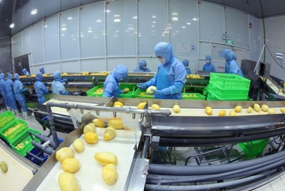 Nông sản Việt xuất khẩu giá trị cao, thị trường nội địa được hưởng lợi đến đâu?