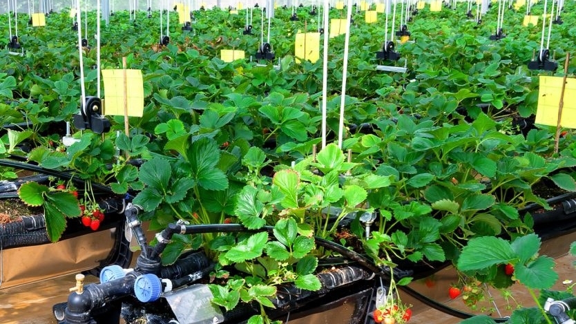 Chuyển đổi sang nông nghiệp tuần hoàn: Hành trình từ tiêu hao đến tái sinh