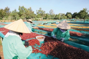 Cơ hội lớn cho cà phê Việt