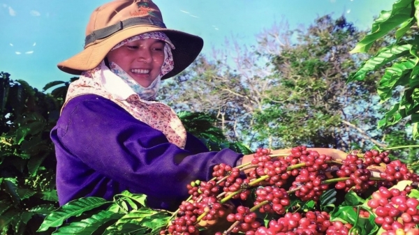 Cà phê, cao su vẫn duy trì giá cao trong tháng 2/2024 Cà phê, cao su vẫn duy trì giá cao trong tháng 2/2024