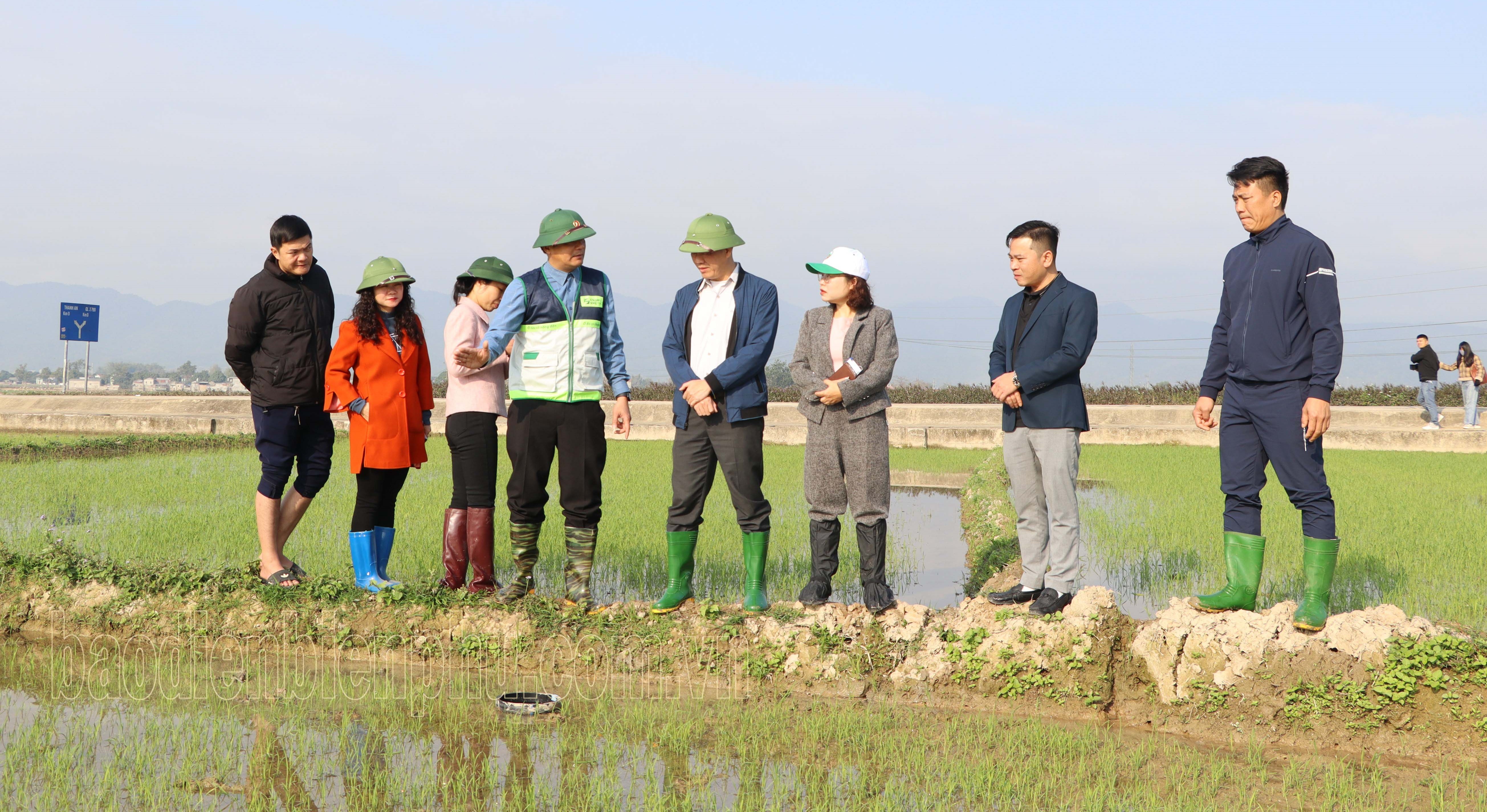 Điện Biên: Kiểm tra mô hình canh tác lúa thông minh, giảm phát thải nhà kính Điện Biên: Kiểm tra mô hình canh tác lúa thông minh, giảm phát thải nhà kính