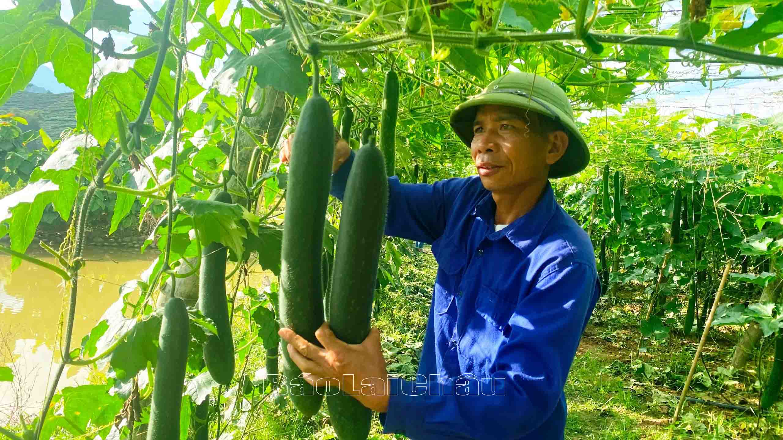 Lai Châu: Đi đầu chuyển đổi cơ cấu cây trồng Lai Châu: Đi đầu chuyển đổi cơ cấu cây trồng