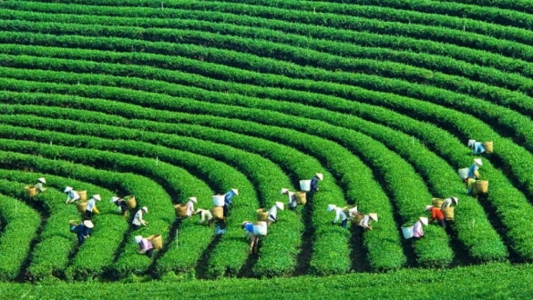 Tín dụng xanh: Đường lớn bị tắc vì vướng nhiều nút thắt