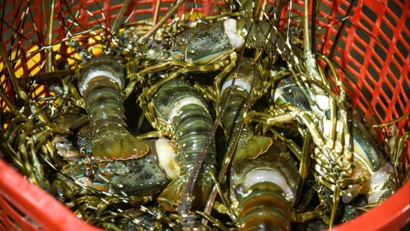 Người dân "thủ phủ" tôm hùm miền Trung trắng tay sau mưa lũ