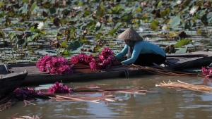 Những sắc hoa "gọi mùa" trên đồng nước nổi miền Tây