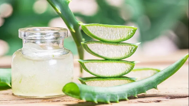 Nha đam: "Thần dược" cho sức khỏe và sắc đẹp